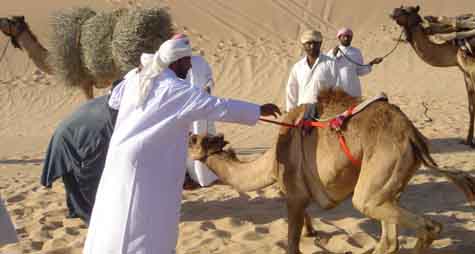 砂漠でラクダと共にいるアラブ人