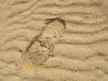 アラビア砂漠の砂の足跡